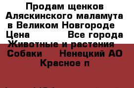 Продам щенков Аляскинского маламута в Великом Новгороде › Цена ­ 5 000 - Все города Животные и растения » Собаки   . Ненецкий АО,Красное п.